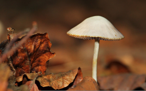 70% des champignons poussent en automne, par temps doux et humide © Pixabay